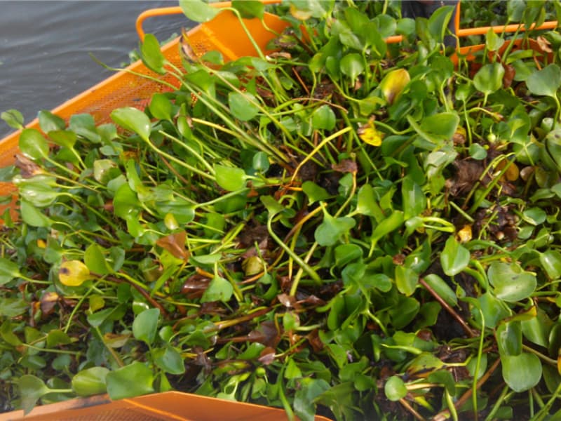 Otomatik Su Temizleme Gemisi/Su Bitkisi Hasat Makinesi/Çöp Toplayıcı Tekne